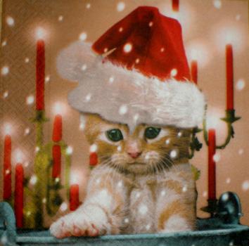 116 Katzen - 3-lagig - Colourful Life
